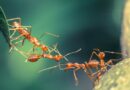 ¿Cuántas hormigas hay en el planeta? Una investigación ha calculado el total