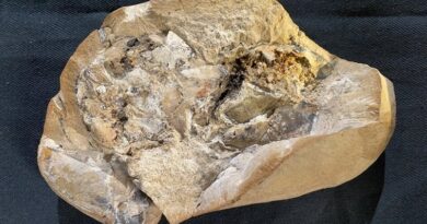 Se ha descubierto el corazón más antiguo en un pez de hace 380 millones de años