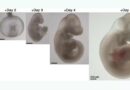 Científicos cultivan embriones de ratón sin necesidad de óvulos, espermatozoides, ni útero