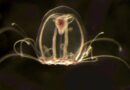 Científicos secuencian el genoma de una medusa inmortal y nos acercan al sueño de retrasar el envejecimiento