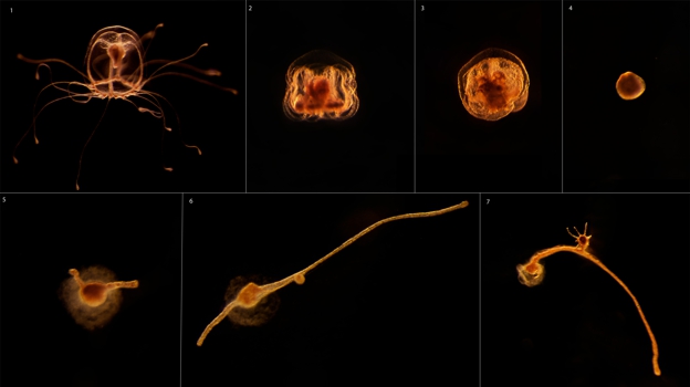 Ciclo de crecimiento en el que la medusa Turritopsis dohrnii 