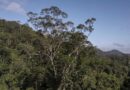 Una expedición ha logrado llegar al árbol más alto de la amazonía. Mide 88.5 metros de altura y 10 de diámetro