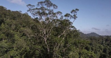 Una expedición ha logrado llegar al árbol más alto de la amazonía. Mide 88.5 metros de altura y 10 de diámetro