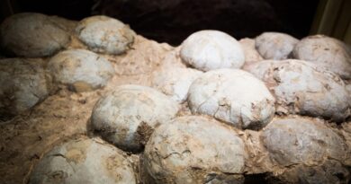 Investigadores encuentran 256 huevos de dinosaurio fosilizados pertenecientes a diferentes especies en la India