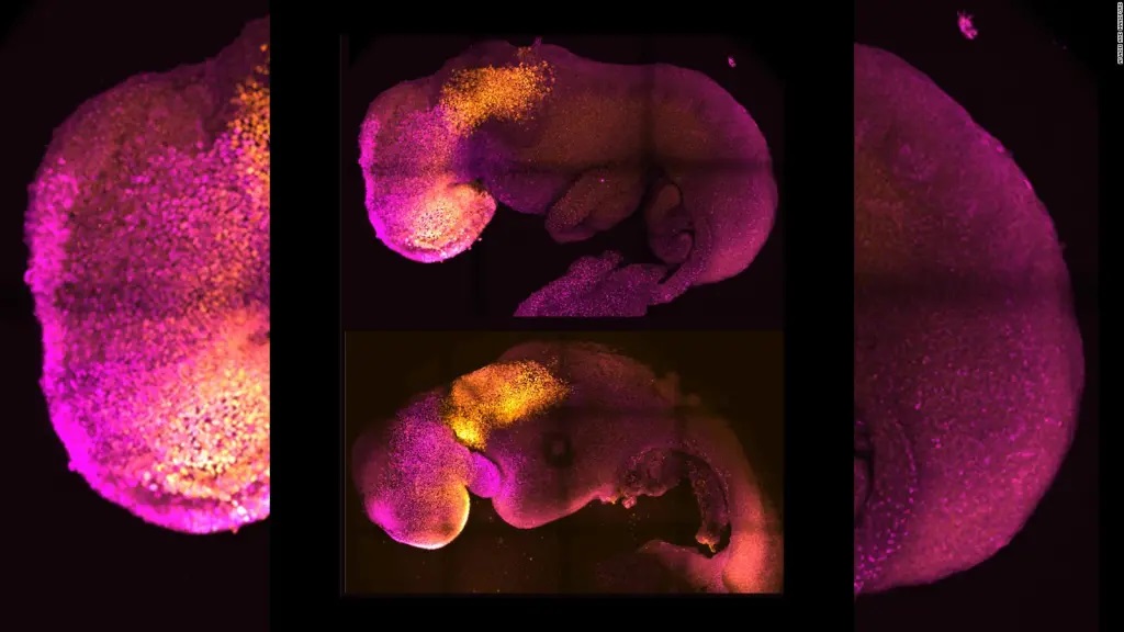 Embriones naturales (arriba) y embriones sintéticos (abajo) mostrando una formación comparable de cerebro y corazón