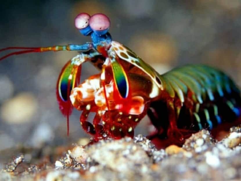 Mantis marina