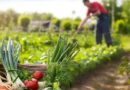 El papel de la agricultura sostenible en la seguridad alimentaria global y en la lucha contra el cambio climático
