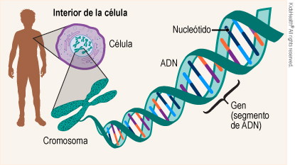 Infografía de la estructura del ADN