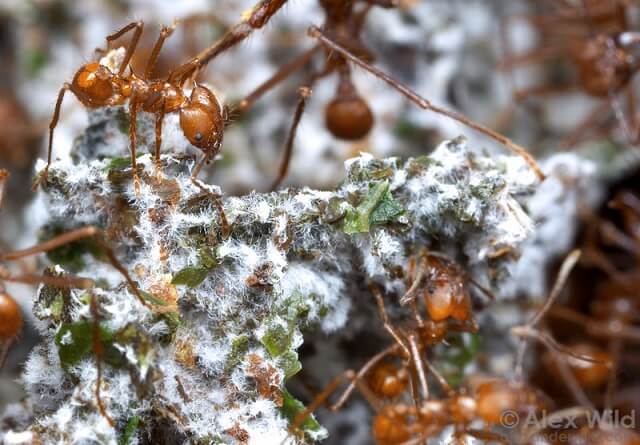 Hormigas Atta cephalotes cultivando y cuidando de sus hongos