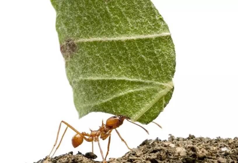 Hormiga cargando un pedazo de hoja
