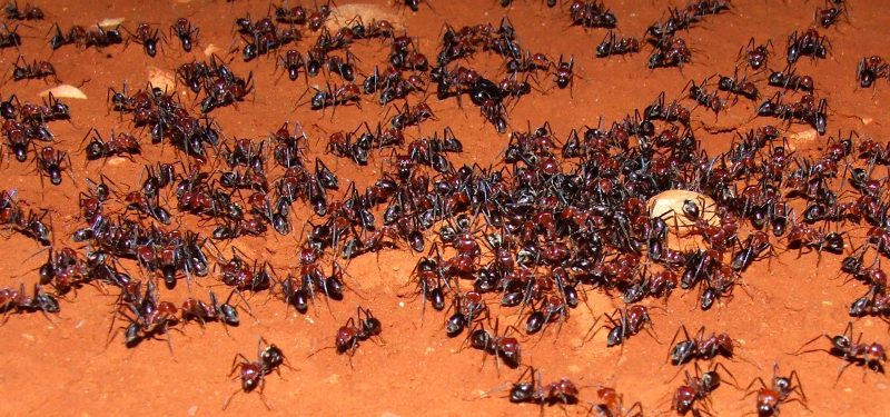 Hormigas sobre tierra amarilla