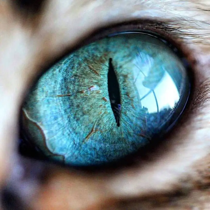 Ojo de un gato visto desde cerca con cámara macro