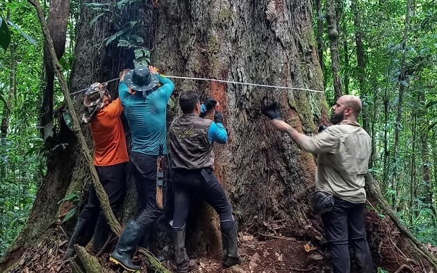 Grupo de hombres mide contorno de árbol en la selva