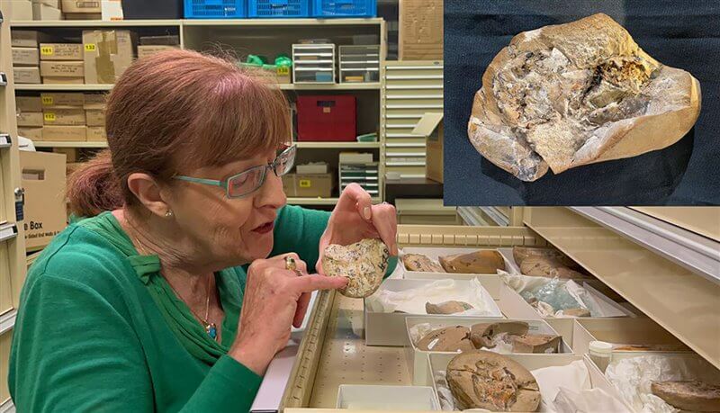 Kate Trinajstic inspecciona los restos fósiles del corazón más antiguo