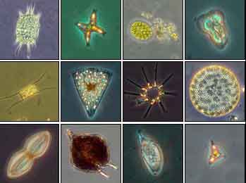 Diferentes organismos pertenecientes al grupo del fitoplancton