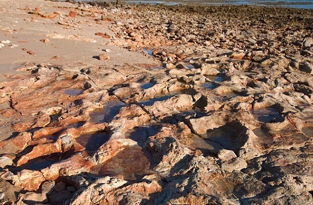 Huellas de dinosaurio en playa de Australia