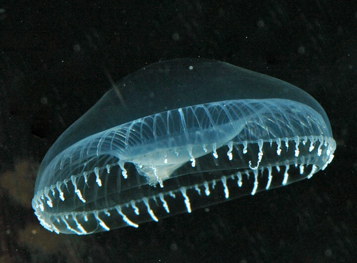 medusa de cristal (Aequorea victoria)