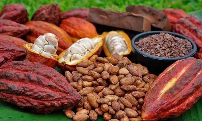 cacao en estado natural para la salud humana