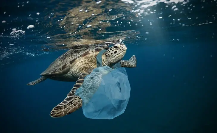 Tortuga marina atrapada con plástico
