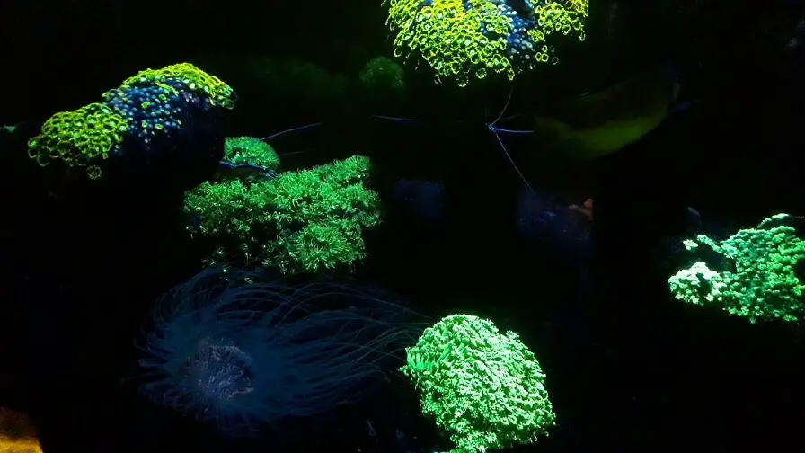 corales fluorescentes