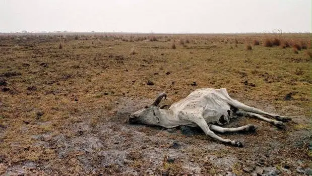 Animal muerto en terreno deforestado