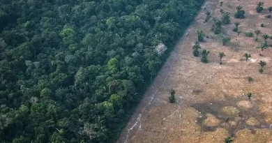 Límite de bosque y zona deforestada