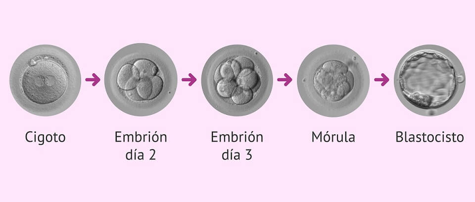 Desarrollo embrionario en sus primera etapas