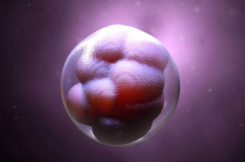 Representación digital de un embrión en sus primeras etapas de desarrollo.