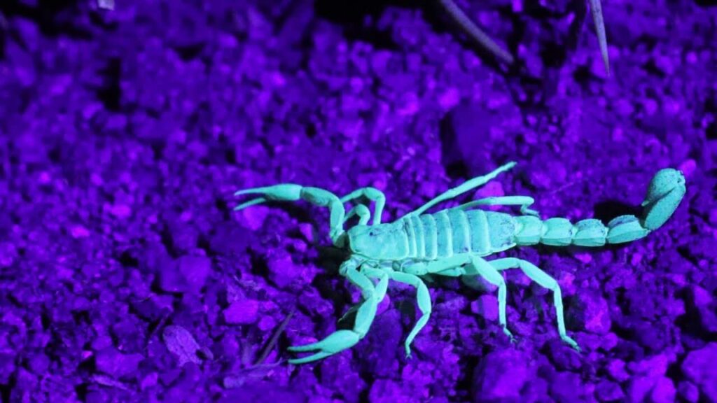escorpión fluorescente