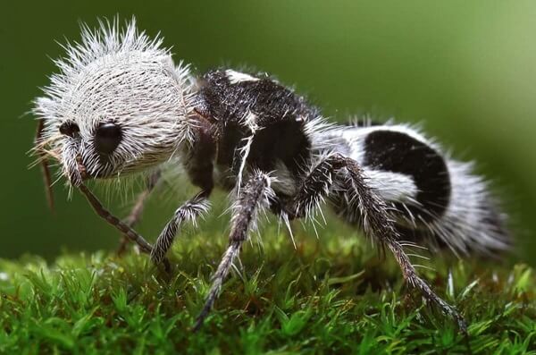 hormiga panda (Euspinolia militaris) y su particular apariencia