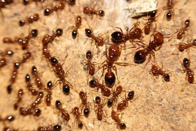 hormigas de fuego (Solenopsis invicta)