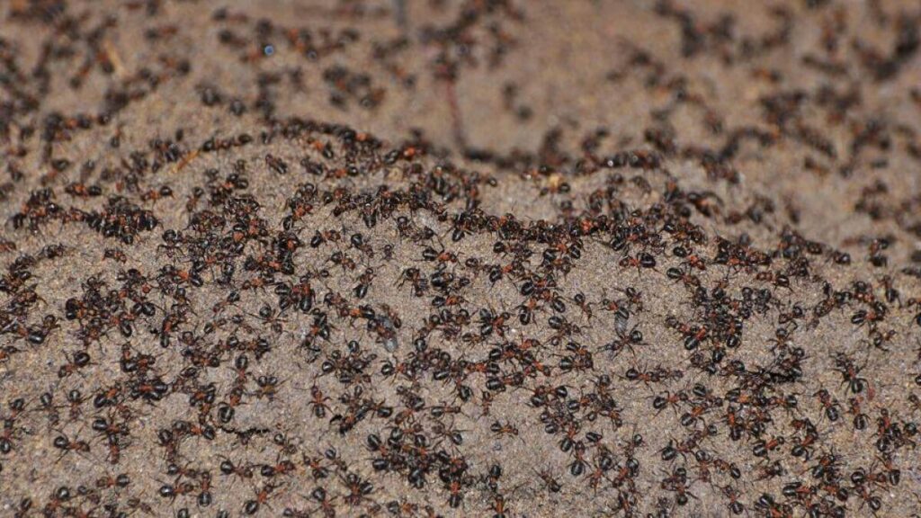 Gran cantidad de hormigas juntas