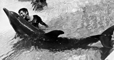 Mujer dentro de piscina con delfín