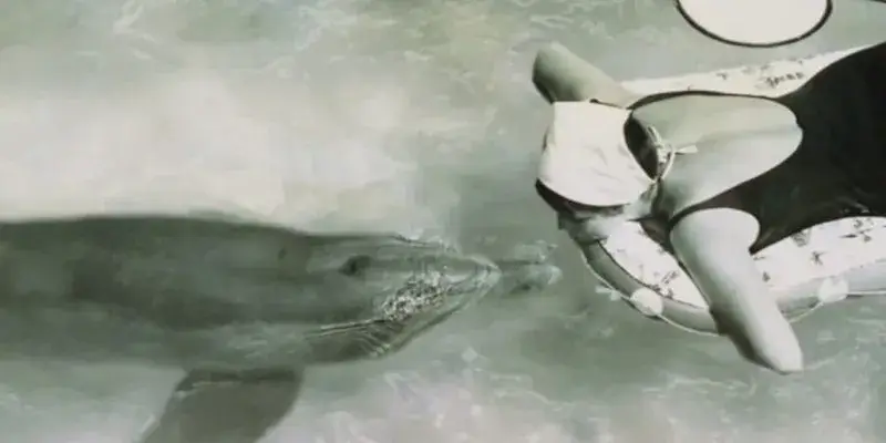 Entrenadora junto a delfín en una piscina
