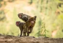 Homosexualidad entre macacos machos