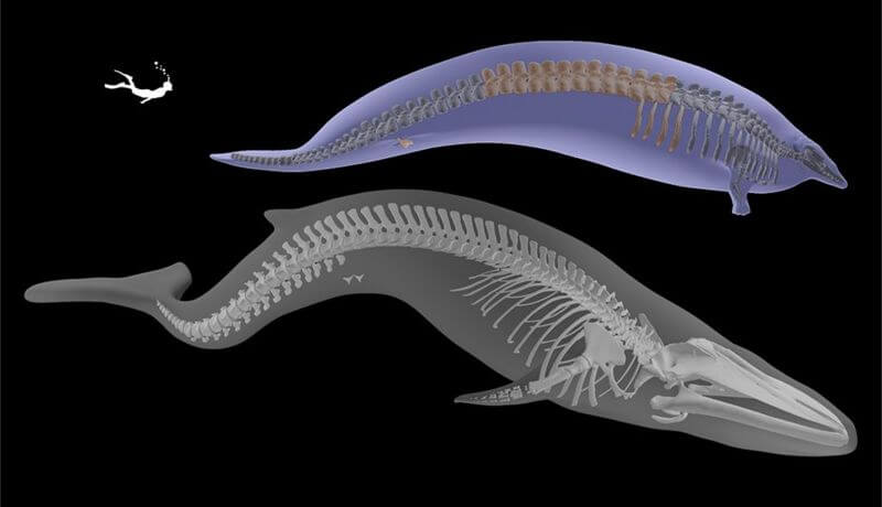 Comparación entre una ballena azul y un Perucetus colossus