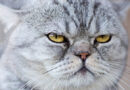 Los gatos tienen casi 300 expresiones faciales