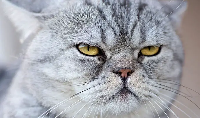 Los gatos tienen casi 300 expresiones faciales