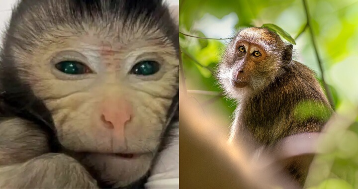 Científicos chinos crean un mono quimera con dos ADN diferentes