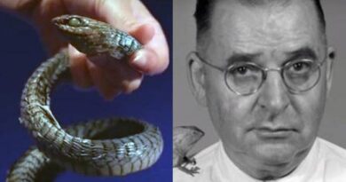 Karl P. Schmidt investigador mordido por serpiente