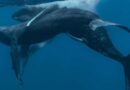 Actividad sexual entre ballenas jorobadas macho