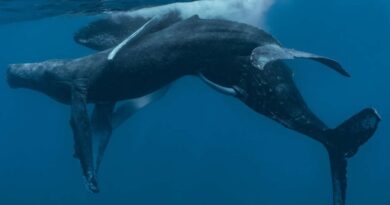Actividad sexual entre ballenas jorobadas macho