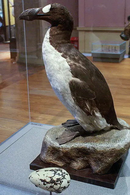 alca gigante (Pinguinus impennis)