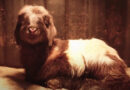 Científicos chinos aseguran haber logrado clonar dos cabras tibetanas de manera exitosa por primera vez
