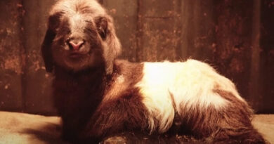 Científicos chinos aseguran haber logrado clonar dos cabras tibetanas de manera exitosa por primera vez