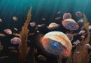 Crean medusas biohíbridas para explorar el océano
