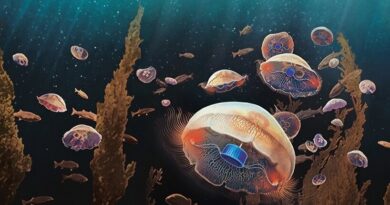 Crean medusas biohíbridas para explorar el océano