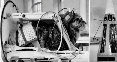 Félicette: La gata que fue al espacio y volvió con vida, pero fue sacrificada en nombre de la ciencia. Conoce su historia