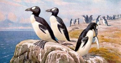 ¿Por qué se dice que los pingüinos no existen? Especies actuales en realidad no serían los “originales”. Te explicamos esta confusión