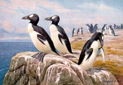 ¿Por qué se dice que los pingüinos no existen? Especies actuales en realidad no serían los “originales”. Te explicamos esta confusión